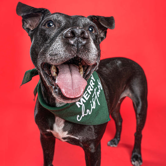 Merry Christmas Triangle Dog Bandana