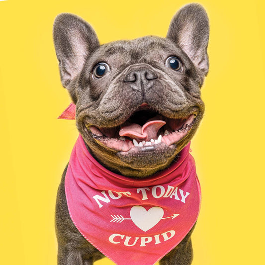 Not Today Cupid Valentine's Day Triangle Dog Bandana