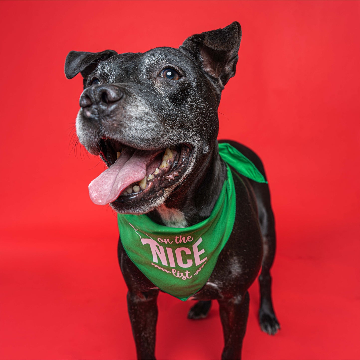 On The Nice List Christmas Dog Bandana