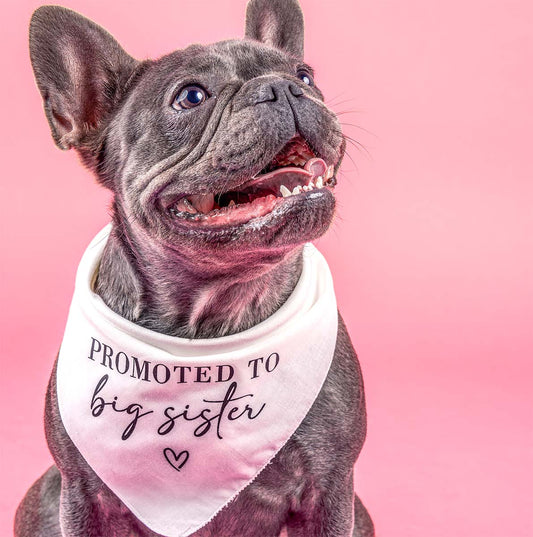 Promoted to Big Sister Triangle Dog Bandana