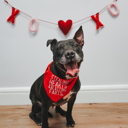 Stealing Hearts And Blasting Farts Triangle Dog Bandana